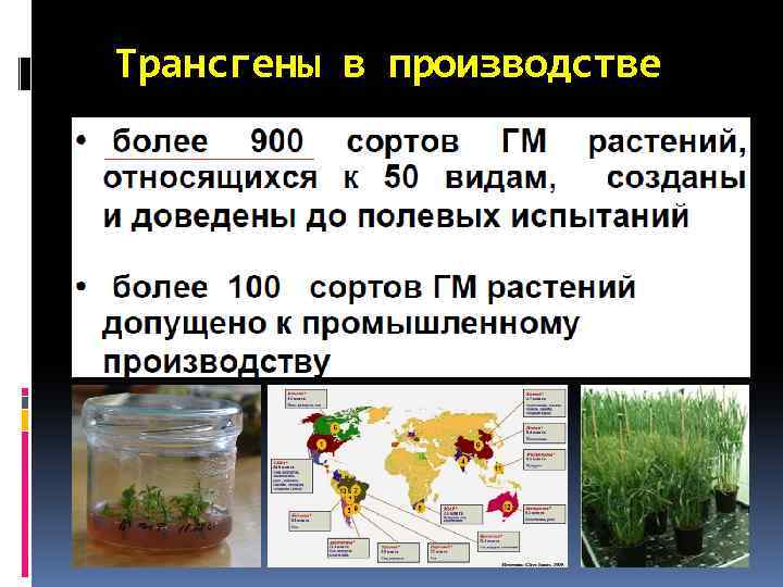Трансгены в производстве 