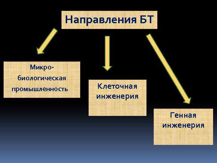 Направления БТ Микро биологическая промышленность Клеточная инженерия Генная инженерия 