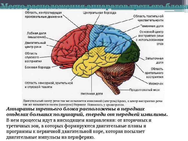 Место расположения аппаратов третьего блока Аппараты третьего блока расположены в передних отделах больших полушарий,