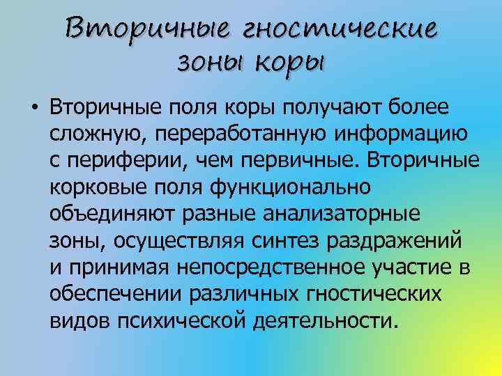 Вторичные гностические зоны коры • Вторичные поля коры получают более сложную, переработанную информацию с