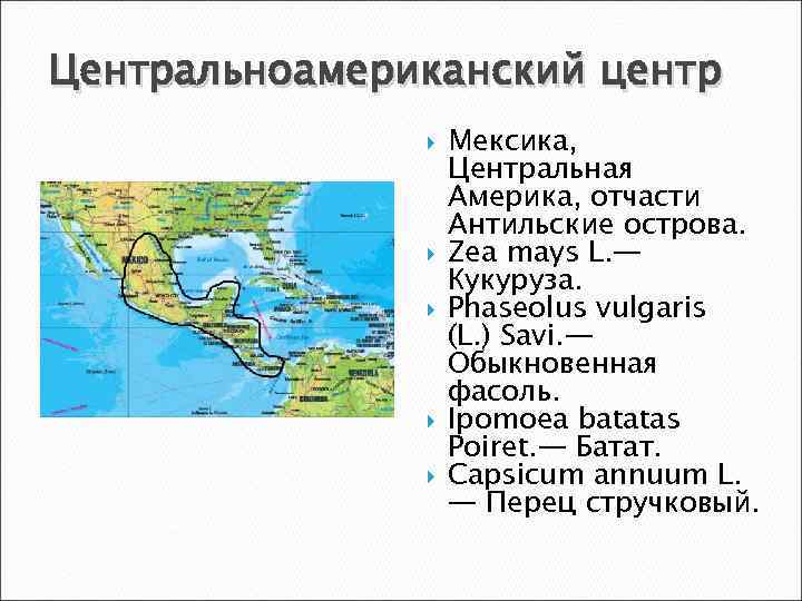 Центральноамериканский центр Мексика, Центральная Америка, отчасти Антильские острова. Zea mays L. — Кукуруза. Phaseolus