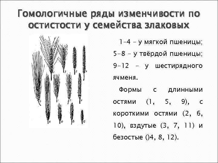 Презентация закон гомологических рядов наследственной изменчивости 10 класс