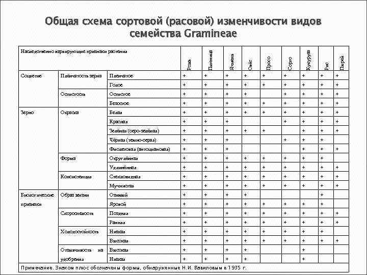 Соцветие Плёнчатость зерна Пырей Рис Кукуруза Сорго Просо Овёс Ячмень Рожь Наследственно варьирующие признаки