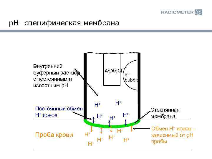 p. H- специфическая мембрана Внутренний буферный раствор с постоянным и известным p. H Ag/Ag.