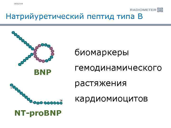 09/02/2018 Натрийуретический пептид типа B биомаркеры BNP гемодинамического растяжения кардиомиоцитов NT-pro. BNP 