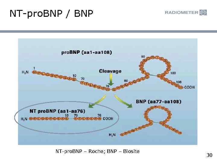 NT-pro. BNP / BNP NT-pro. BNP – Roche; BNP – Biosite 30 