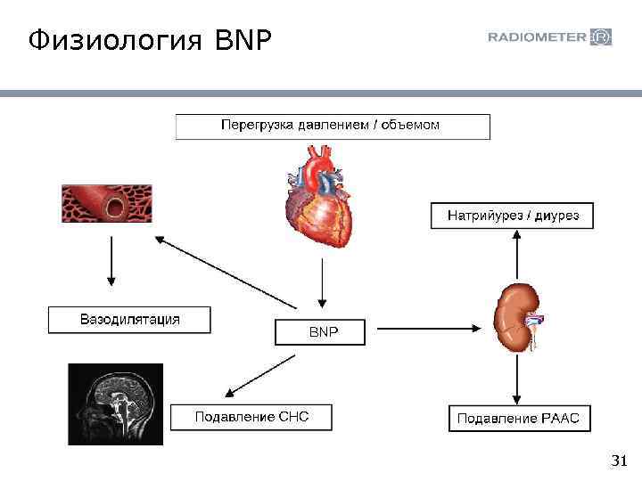 Физиология BNP 31 