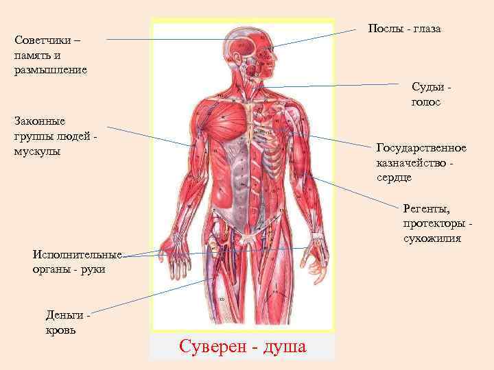 Послы - глаза Советчики – память и размышление Судьи голос Законные группы людей мускулы