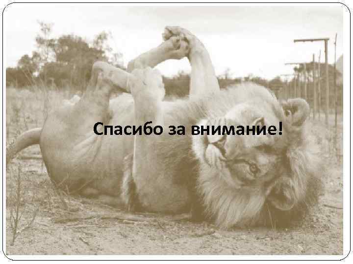 Спасибо за внимание! 