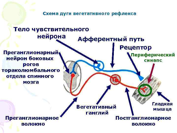 Отметь какими цифрами на рисунке обозначены следующие составные части дуги рефлекса