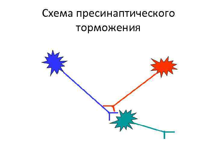 Схема пресинаптического торможения 