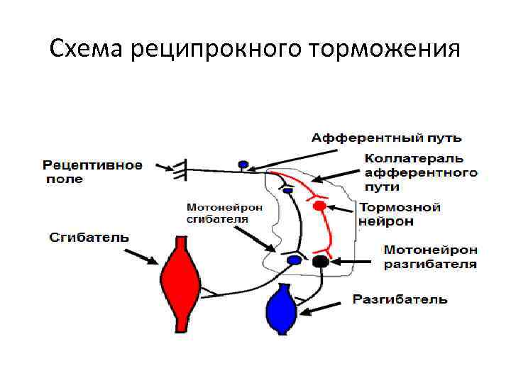 Схема реципрокного торможения 