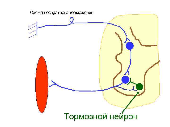 Схема возвратного торможения Тормозной нейрон 