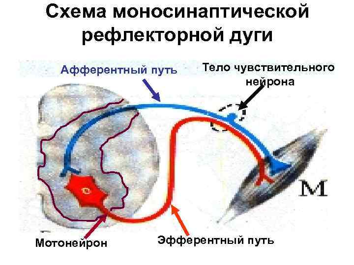 Схема моносинаптической рефлекторной дуги Афферентный путь Мотонейрон Тело чувствительного нейрона Эфферентный путь 