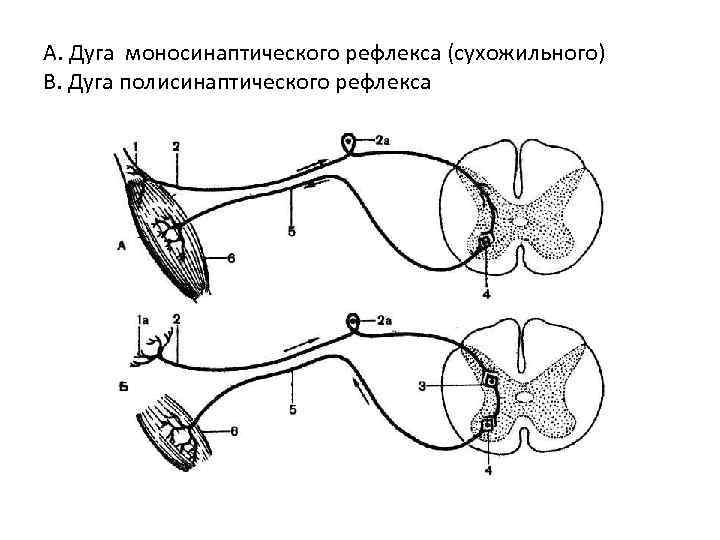 А. Дуга моносинаптического рефлекса (сухожильного) В. Дуга полисинаптического рефлекса 