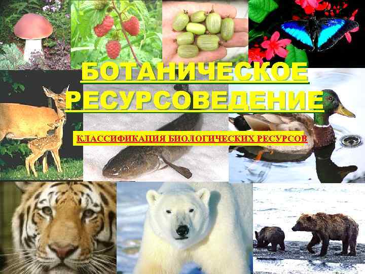 БОТАНИЧЕСКОЕ РЕСУРСОВЕДЕНИЕ КЛАССИФИКАЦИЯ БИОЛОГИЧЕСКИХ РЕСУРСОВ 