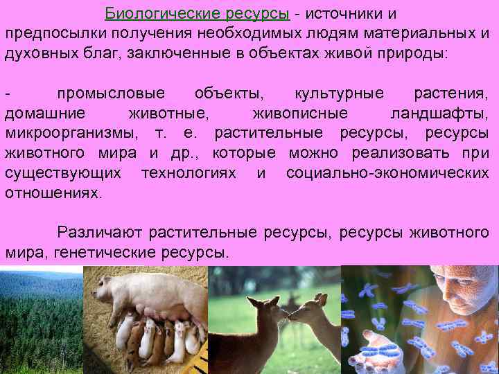 Биологические ресурсы - источники и предпосылки получения необходимых людям материальных и духовных благ, заключенные