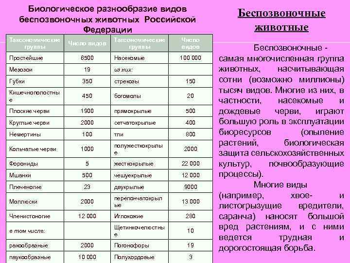 Биологическое разнообразие видов беспозвоночных животных Российской Федерации Таксономические группы Простейшие Число видов 6500 Таксономические