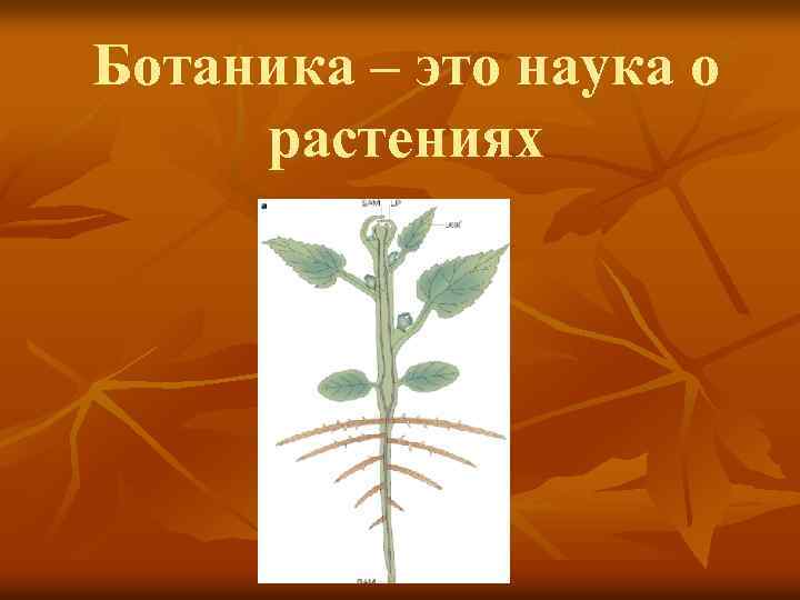 Ботаника – это наука о растениях 