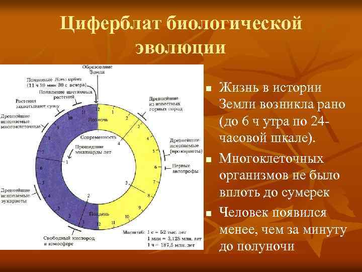 Циферблат биологической эволюции n n n Жизнь в истории Земли возникла рано (до 6