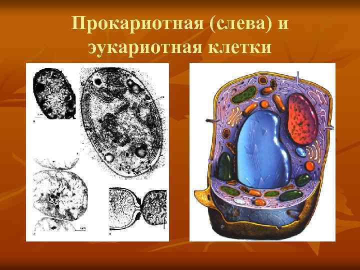Прокариотная (слева) и эукариотная клетки 