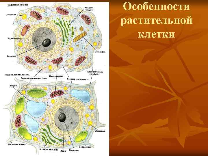 Особенности растительной клетки 