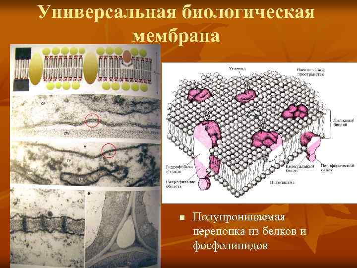Универсальная биологическая мембрана n Полупроницаемая перепонка из белков и фосфолипидов 