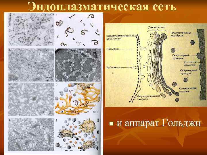 Эндоплазматическая сеть n и аппарат Гольджи 