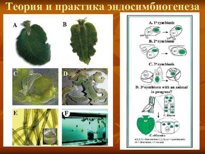 Теория и практика эндосимбиогенеза 