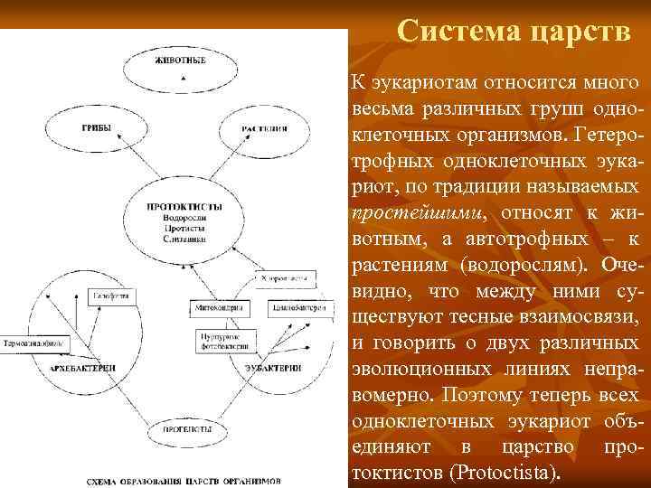 Система царств К эукариотам относится много весьма различных групп одноклеточных организмов. Гетеротрофных одноклеточных эукариот,