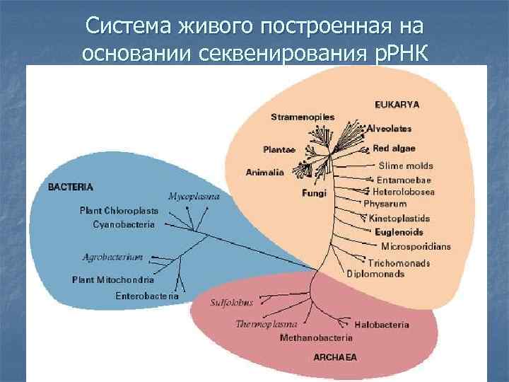 Система живого построенная на основании секвенирования р. РНК 