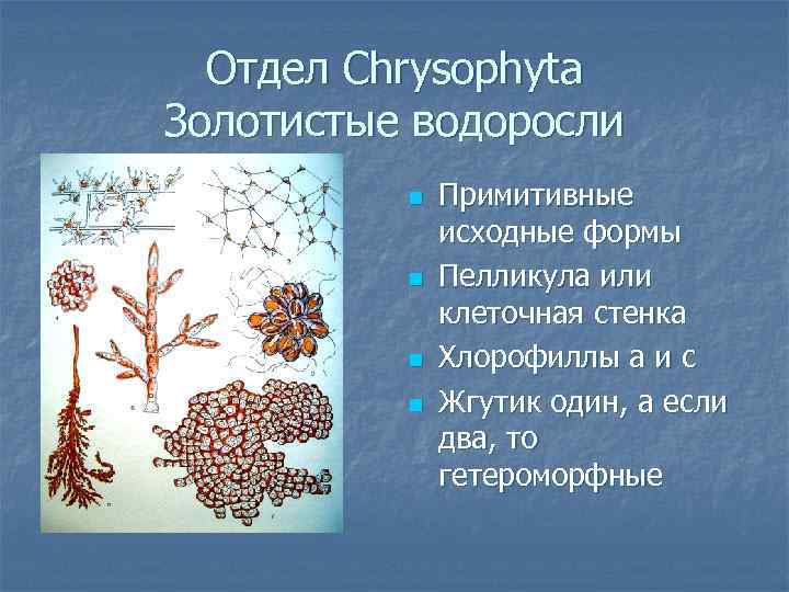 Отдел Chrysophyta Золотистые водоросли n n Примитивные исходные формы Пелликула или клеточная стенка Хлорофиллы