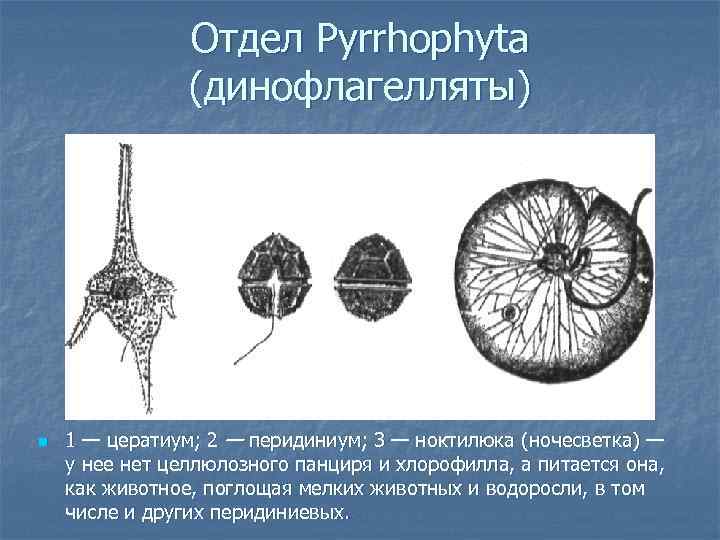 Отдел Pyrrhophyta (динофлагелляты) n 1 — цератиум; 2 — перидиниум; 3 — ноктилюка (ночесветка)