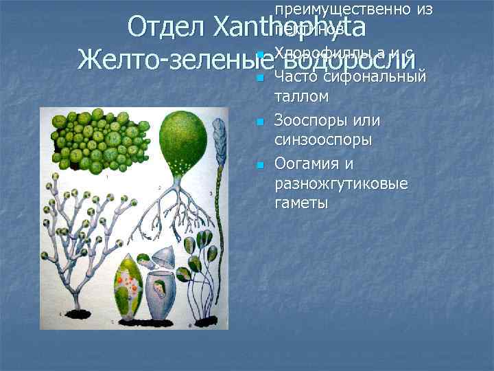 преимущественно из пектинов Хлорофиллы а и с Часто сифональный таллом Зооспоры или синзооспоры Оогамия