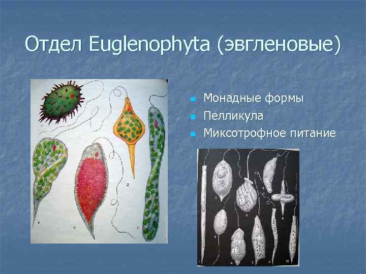 Отдел Euglenophyta (эвгленовые) n n n Монадные формы Пелликула Миксотрофное питание 