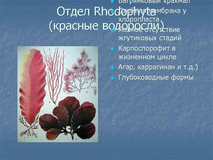 Ламинария автотрофное питание. Багрянковый крахмал. У каких водорослей есть багрянковый крахмал. Где находится багрянковый  крахмал в красных водорослях.