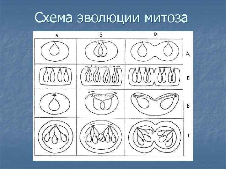 Схема эволюции митоза 