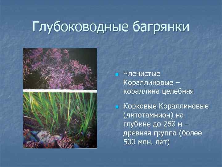 Глубоководные багрянки n n Членистые Кораллиновые – кораллина целебная Корковые Кораллиновые (литотамнион) на глубине