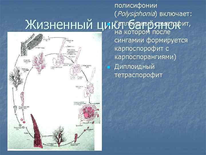 полисифонии (Polysiphonia) включает: Гаплоидный гаметофит, на котором после сингамии формируется карпоспорофит с карпоспорангиями) Диплоидный