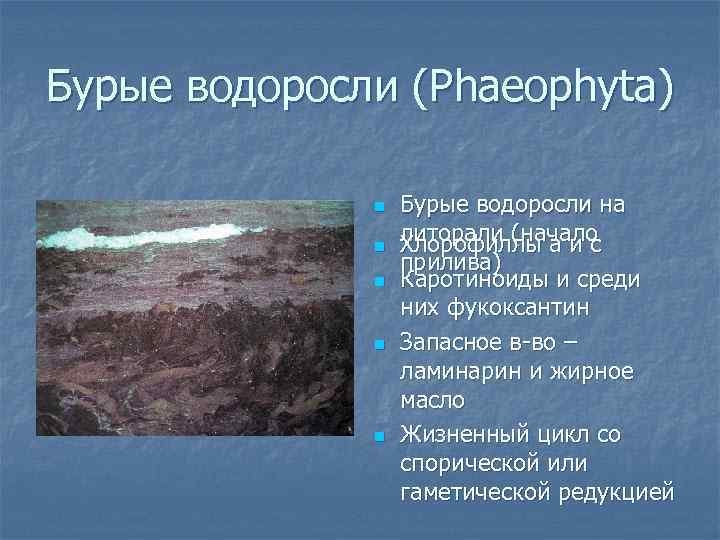 Бурые водоросли (Phaeophyta) n n n Бурые водоросли на литорали (начало Хлорофиллы а и