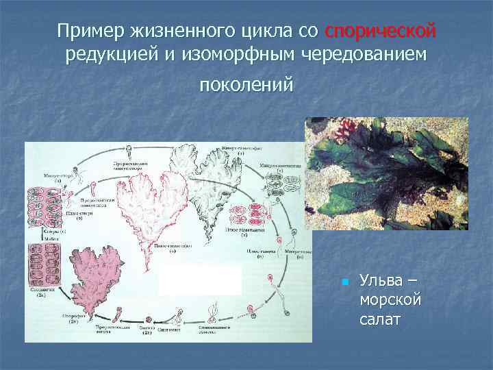 Пример жизненного цикла со спорической редукцией и изоморфным чередованием поколений n Ульва – морской