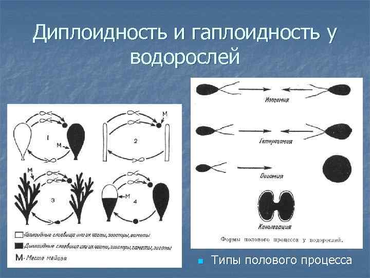 Диплоидность и гаплоидность у водорослей ВАРИАНТЫ ЖИЗНЕННЫХ ЦИКЛОВ У ВОДОРОСЛЕЙ (АВТОТРОФНЫХ ПРОТОКТИСТОВ) n Типы