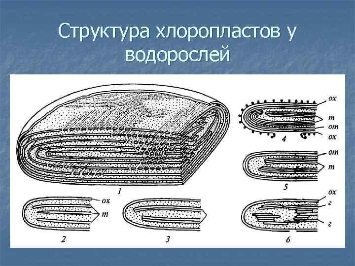 Строение хлоропласта микроскоп