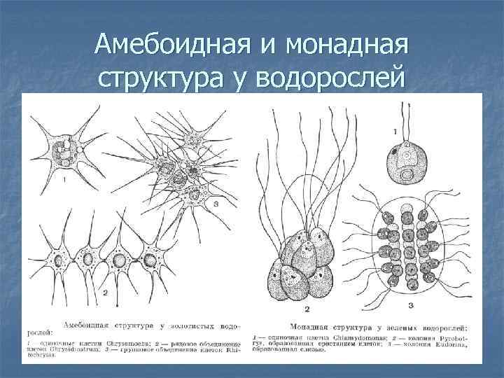 Амебоидная и монадная структура у водорослей 