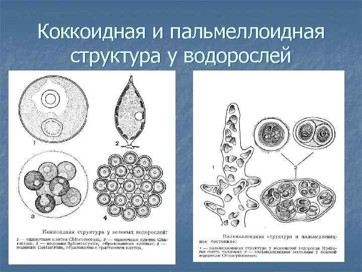 Коккоидная и пальмеллоидная структура у водорослей 