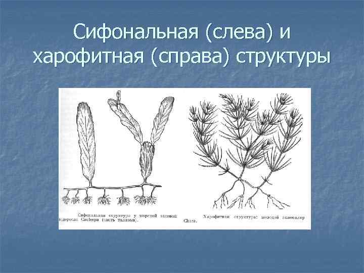 Сифональная (слева) и харофитная (справа) структуры 