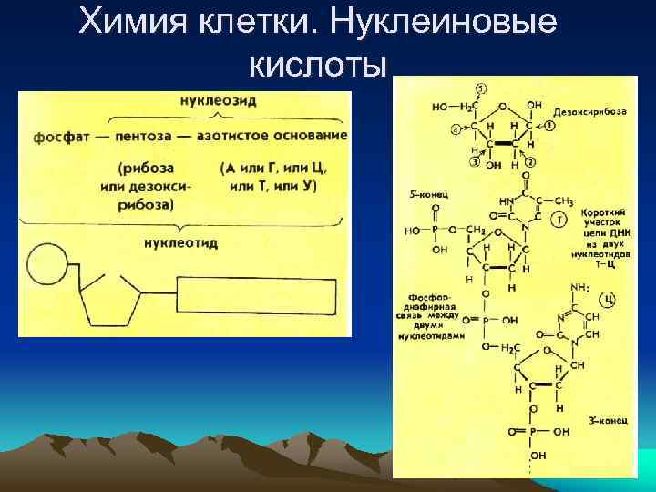 Химия клетки. Нуклеиновые кислоты 