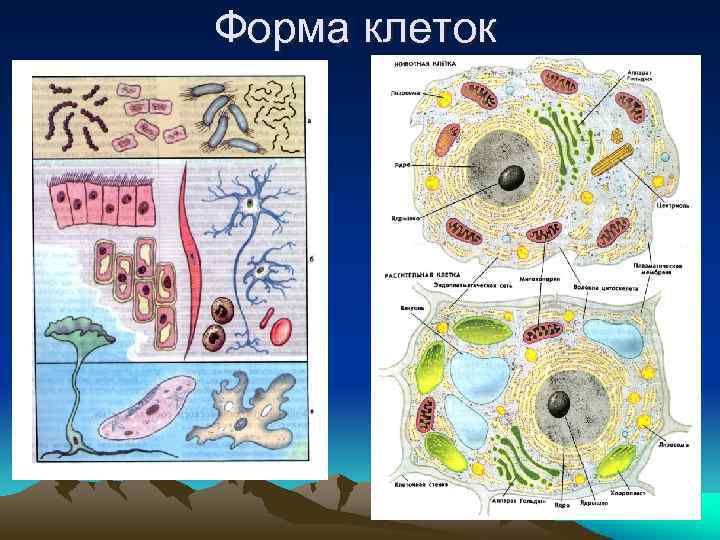 Форма клеток 
