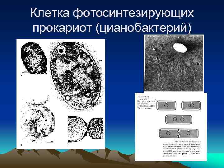 Клетка фотосинтезирующих прокариот (цианобактерий) 