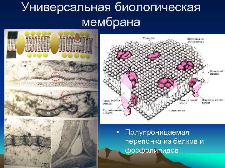 Универсальная биологическая мембрана • Полупроницаемая перепонка из белков и фосфолипидов 